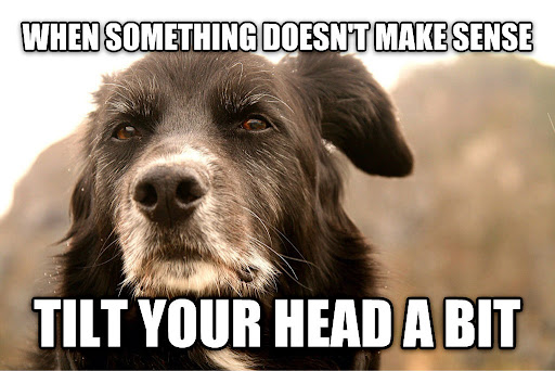 Unlock The Secret: Why Your Dog’s Head Tilt Matters!